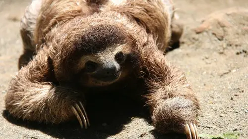 Costa Rica, le sanctuaire des paresseux