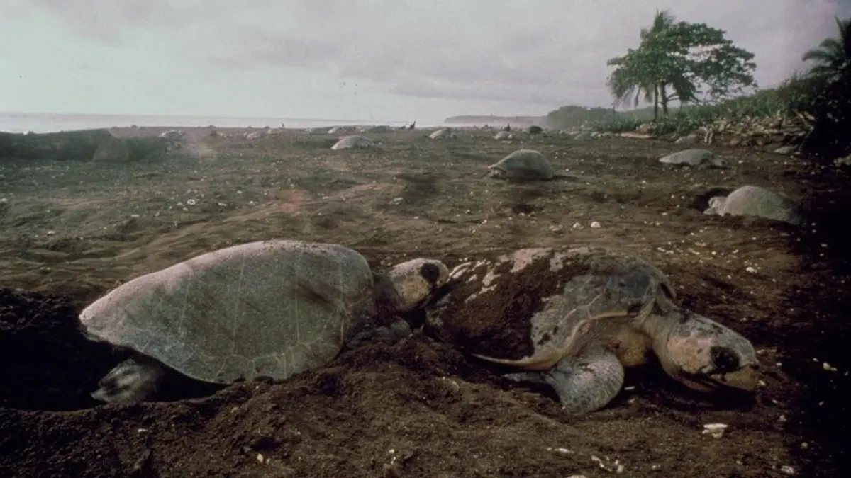 Costa Rica, paradis de la vie pure