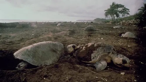 Costa Rica, paradis de la vie pure