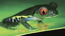 Costa Rica, une arche de la nature