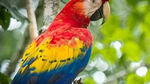 Costa Rica, une arche de nature