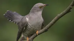 Coucous and co dans le nid d'un autre