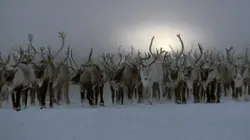 Coup de chaud pour les rennes de Sibérie