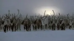 Coup de chaud pour les rennes de Sibérie