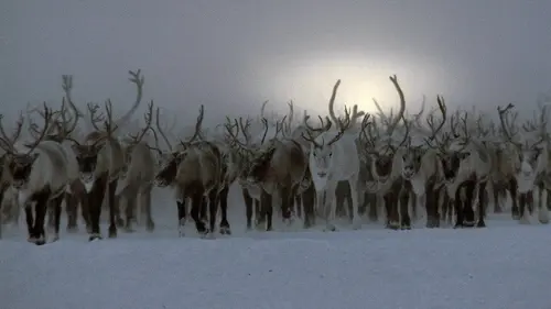 Coup de chaud pour les rennes de Sibérie