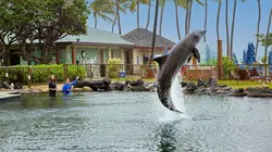 Visuel de Coup de foudre sous l'océan