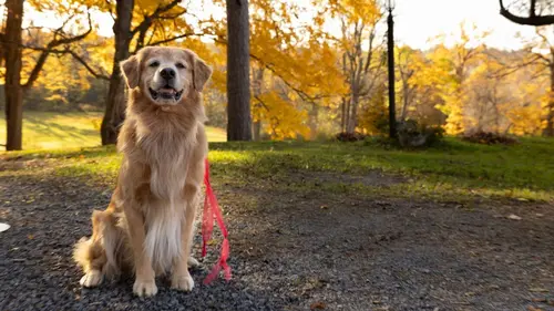 Coup de patte, coup de coeur