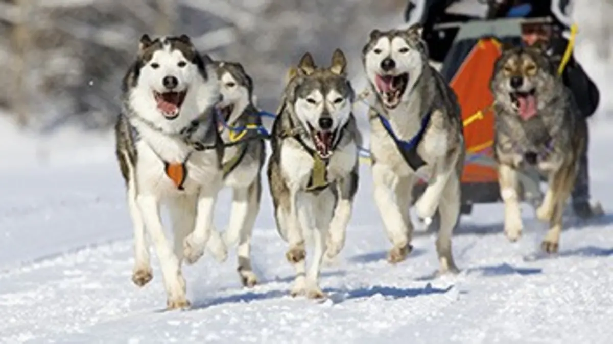 Course de chiens de traîneau La Grande Odyssée Savoie Mont Blanc