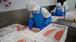 Coûte que coûte Le saumon : méfiez-vous des apparences !