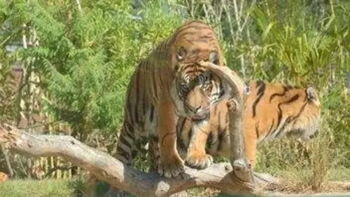 Coûte que coûte Zoo : se réinventer ou disparaître