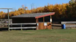 Cow-boy urbain S02E04 Préserver son élevage