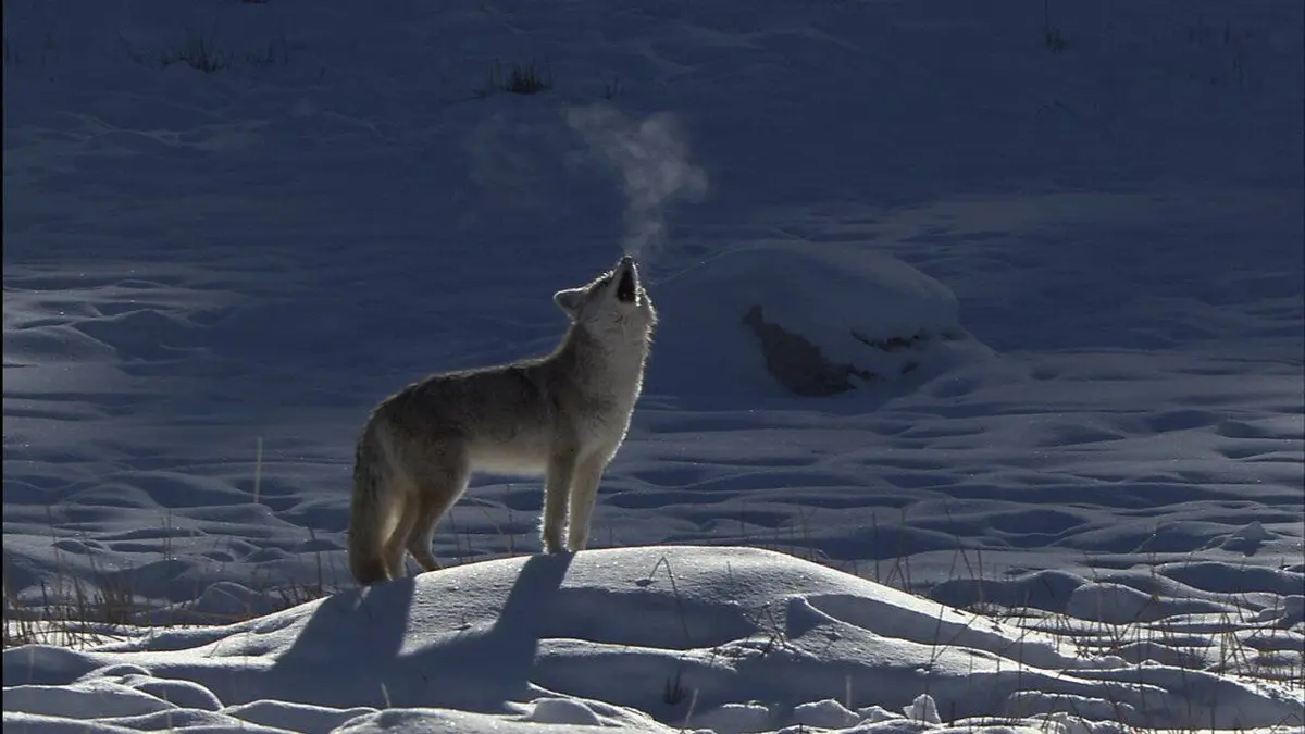 Coyotes contre loups : survie à Yellowstone