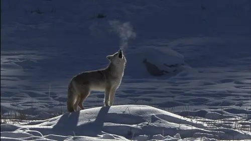 Coyotes contre loups : survie à Yellowstone