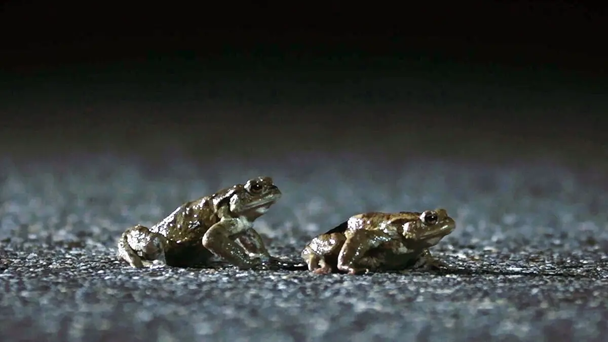 Crapauds, la migration de tous les dangers