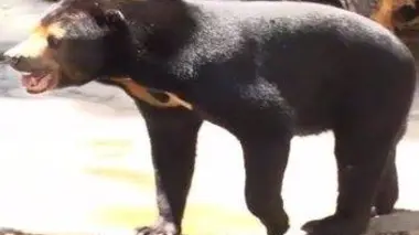 À la découverte du zoo de Tennoji et de son directeur peu banal !