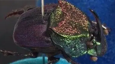 Admirez les cerfs de Nara et découvrez les agents de l'ombre du parc !