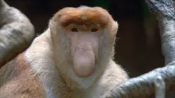 Créatures étranges Laids par nature