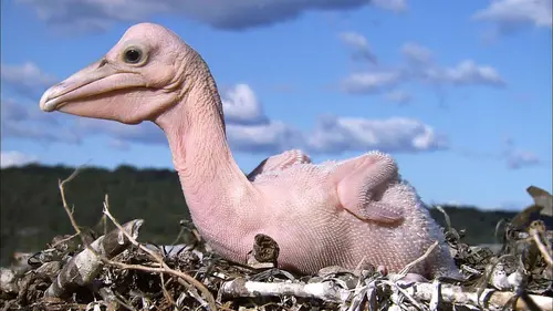 Créatures étranges Laids par nature