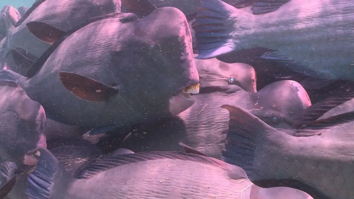 Créatures étranges Sous l'eau