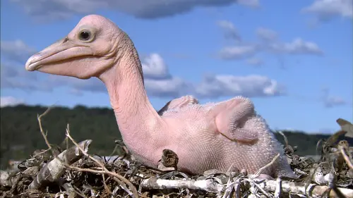 Créatures étranges Je suis née comme ça