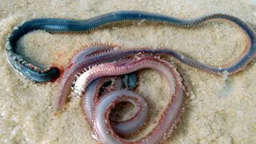 Créatures incroyables