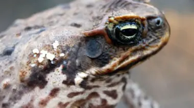 Créatures incroyables