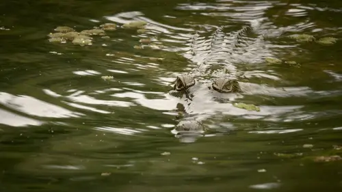 Créatures meurtrières d'Australie S01E04 Des eaux cristallines mortelles