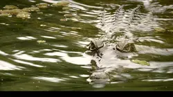 Créatures meurtrières d'Australie E02 Marécages mortels