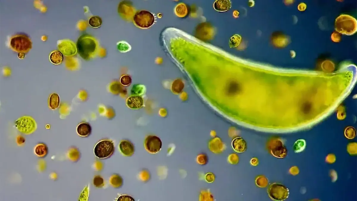 Créatures microscopiques S01E05 Les animaux de compagnie