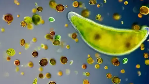 Créatures microscopiques S01E04 Les fruits