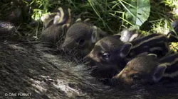 Crèches sauvages : des bébés dans nos campagnes