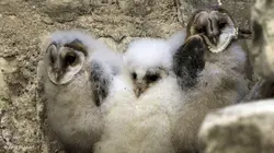 Crèches sauvages : des bébés dans nos campagnes