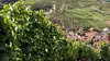 Crémant d'Alsace, des bulles fines et festives