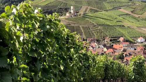 Crémant d'Alsace, des bulles fines et festives