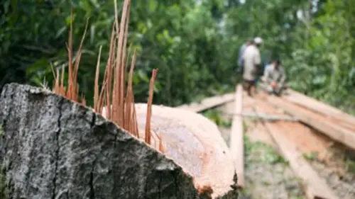 Crimes contre la nature