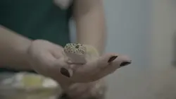 Critter Fixers : Vétos de choc