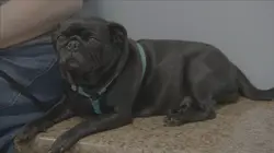 Critter Fixers : Vétos de choc