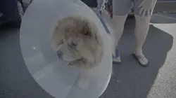 Critter Fixers : Vétos de choc