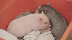 Critter Fixers : Vétos de choc Mignons petits cochons