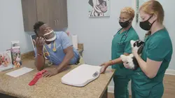 Critter Fixers : Vétos de choc Lapin de compétition