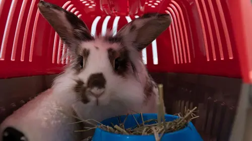 Critter Fixers : Vétos de choc Le plein de carlins