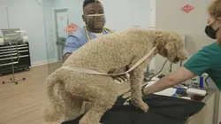 Critter Fixers : Vétos de choc