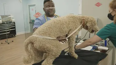 Un défilé de collerettes