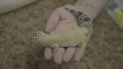 Critter Fixers : Vétos de choc