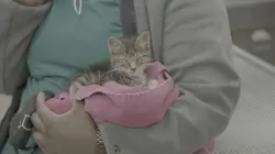 Critter Fixers : Vétos de choc