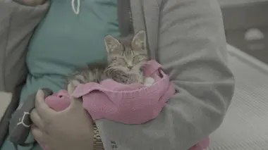 La chèvre comédienne