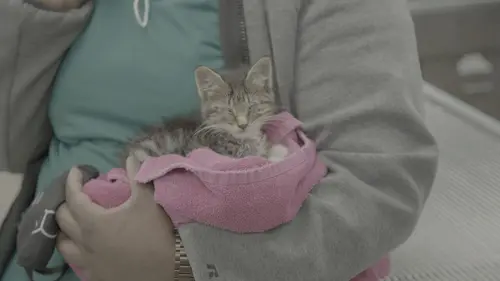 Critter Fixers : Vétos de choc La chèvre comédienne