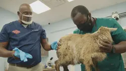 Critter Fixers : Vétos de choc