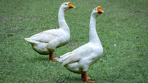 Critter Fixers : Vétos de choc Des pattes à la tête