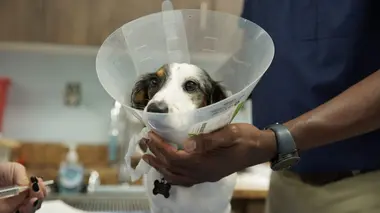 Mignons petits cochons